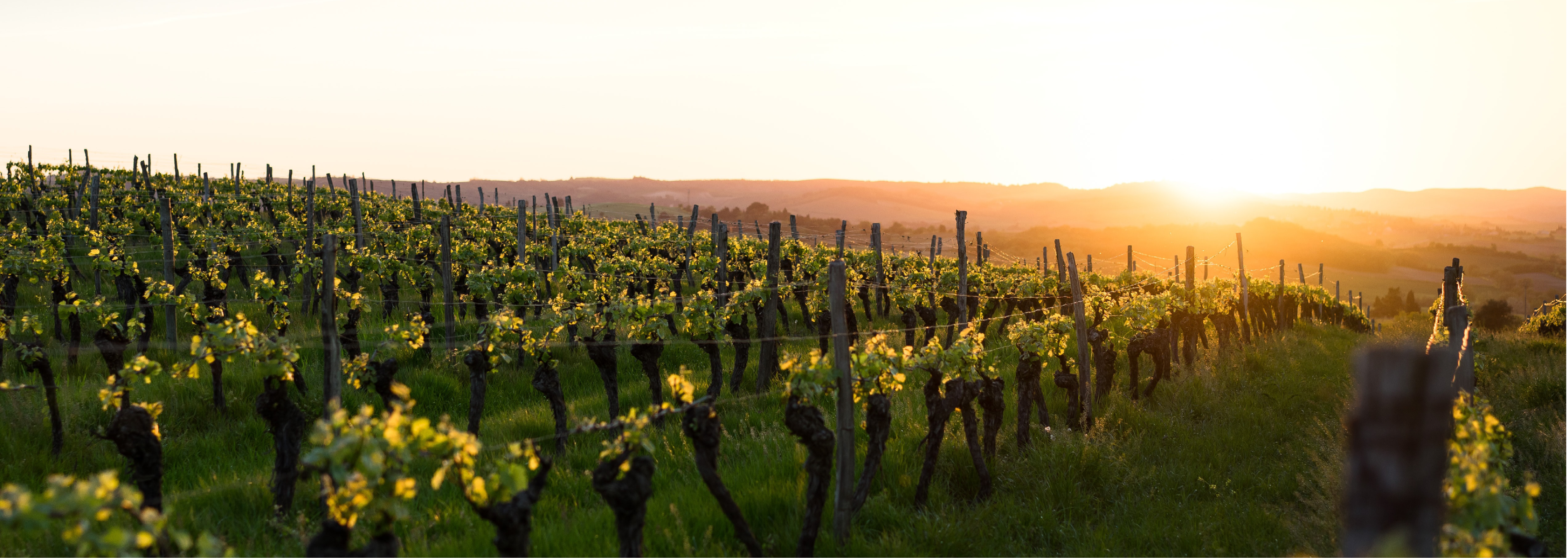 Sélection du vin du mois - Photo by Boudewijn “Bo” Boer on Unsplash